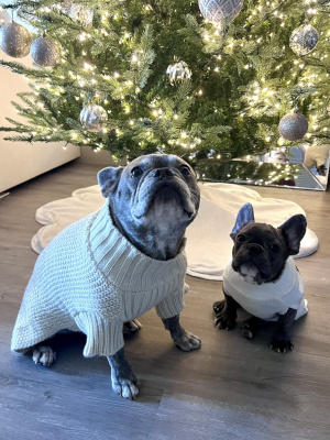 two French bulldogs in sweaters in front of a Christmas tree.
