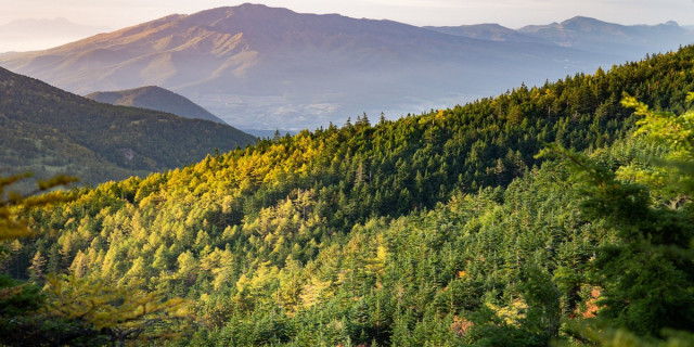natural landscape of forested mountains.