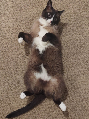 cat lying on its back.