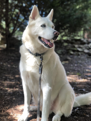 Kasey Radney's dog Kota (a white husky).