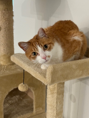 orange and white cat on cat tree.