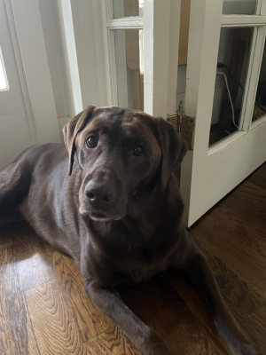 chocolate Lab looking at the camera.